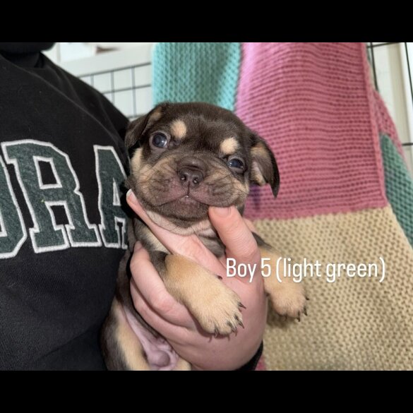 French Bulldog - Both