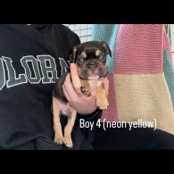 French Bulldog - Both