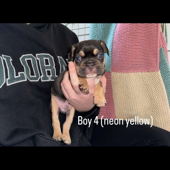 French Bulldog - Both