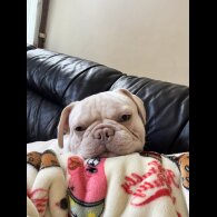 French Bulldog - Both