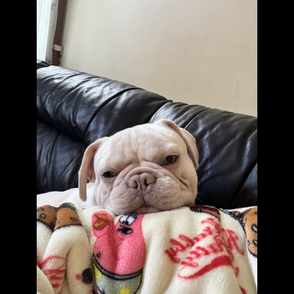 French Bulldog - Both