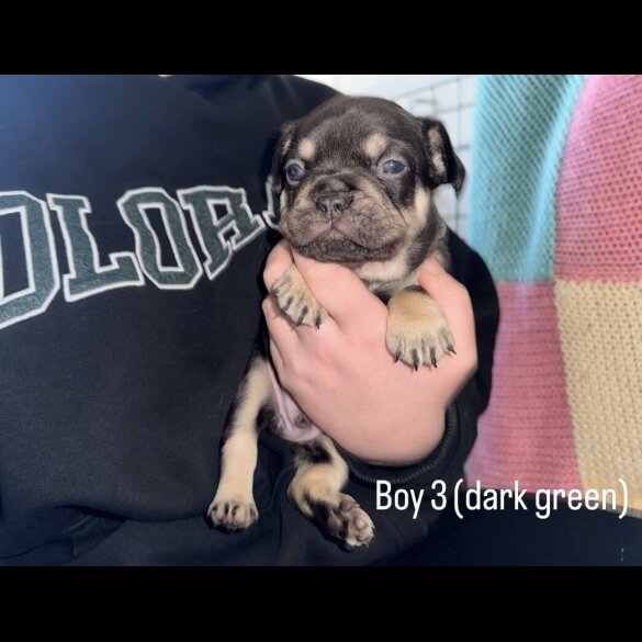 French Bulldog - Both
