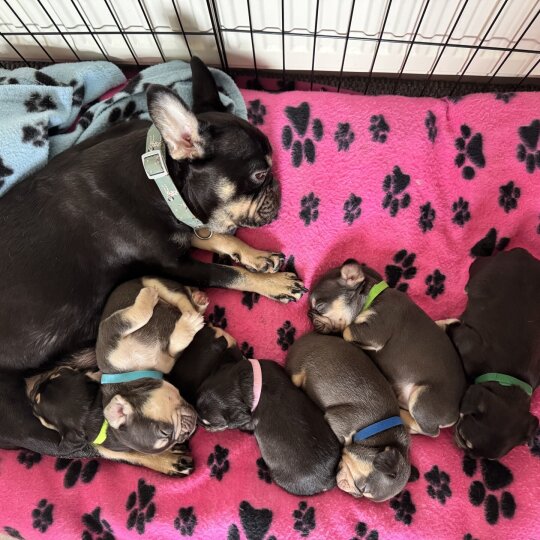 French Bulldog - Both