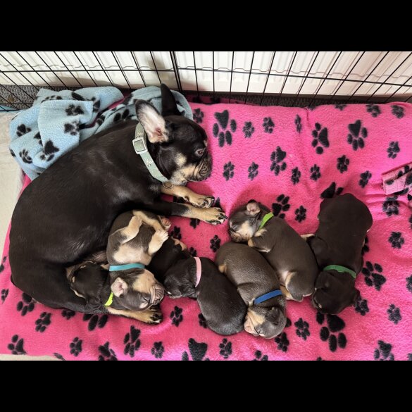 French Bulldog - Both