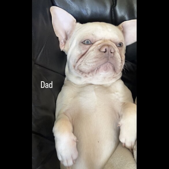 French Bulldog - Both