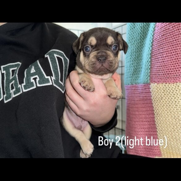 French Bulldog - Both