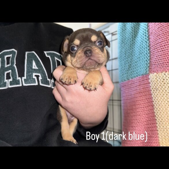 French Bulldog - Both