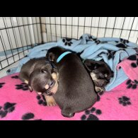 French Bulldog - Both
