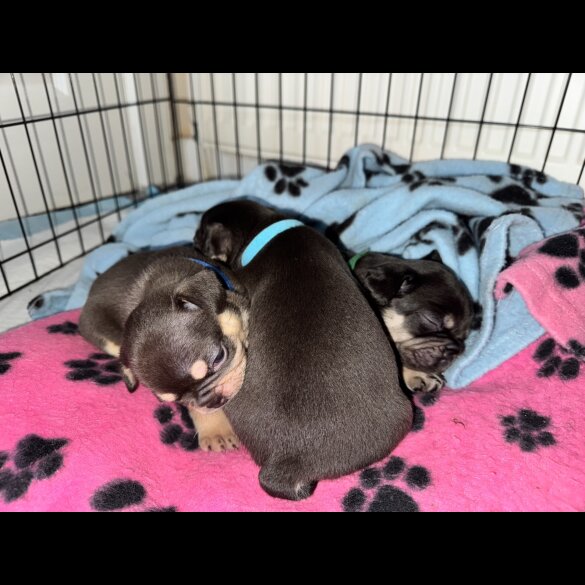 French Bulldog - Both