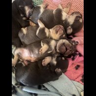 French Bulldog - Both