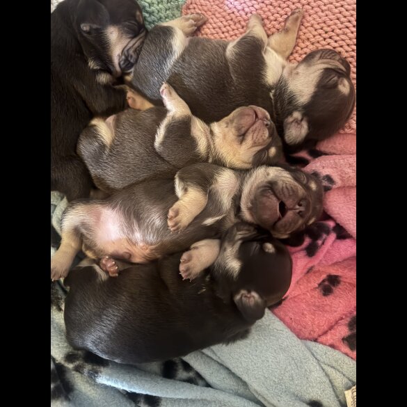 French Bulldog - Both