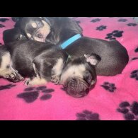 French Bulldog - Both
