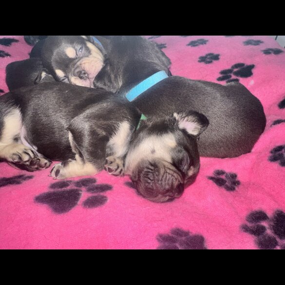French Bulldog - Both