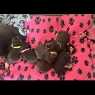 French Bulldog - Both