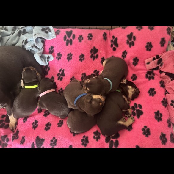 French Bulldog - Both