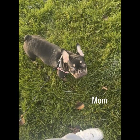 French Bulldog - Both