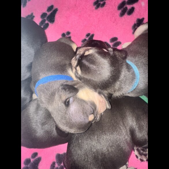 French Bulldog - Both