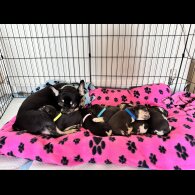 French Bulldog - Both