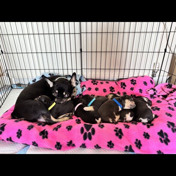 French Bulldog - Both