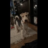 Smooth Fox Terrier - Both