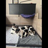 Smooth Fox Terrier - Both