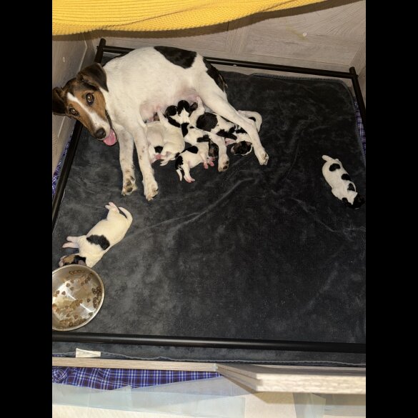 Smooth Fox Terrier - Both