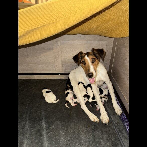 Smooth Fox Terrier - Both