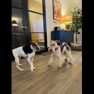 Smooth Fox Terrier - Both