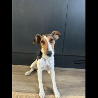 Smooth Fox Terrier - Both