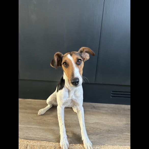 Smooth Fox Terrier - Both