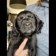 Sprocker Spaniel - Both
