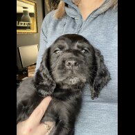 Sprocker Spaniel - Both