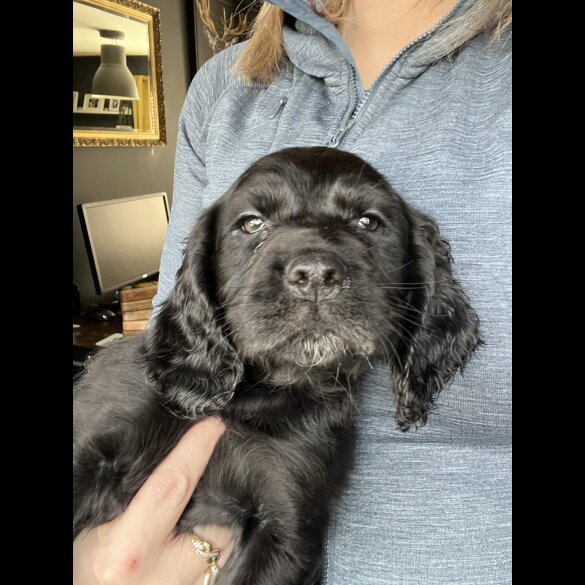 Sprocker Spaniel - Both