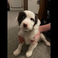 Sprocker Spaniel - Dogs
