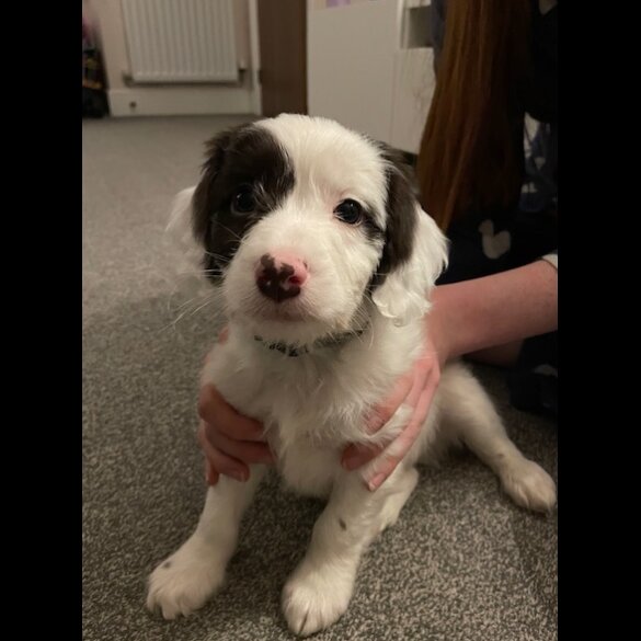 Sprocker Spaniel - Dogs