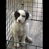 Sprocker Spaniel - Dogs