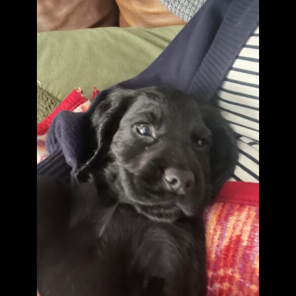 Sprocker Spaniel - Both