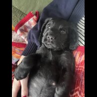 Sprocker Spaniel - Both