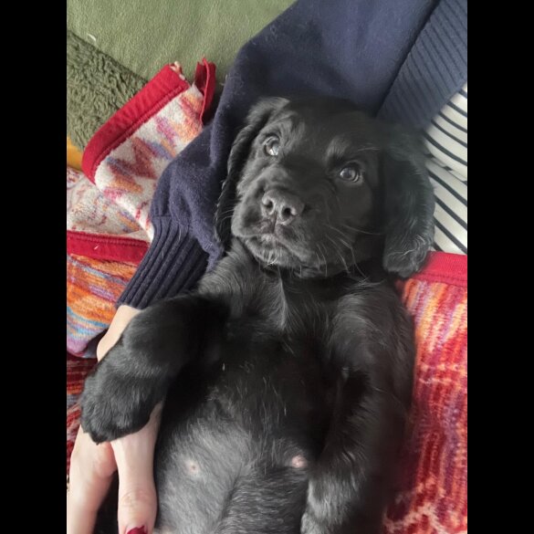 Sprocker Spaniel - Both
