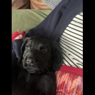 Sprocker Spaniel - Both