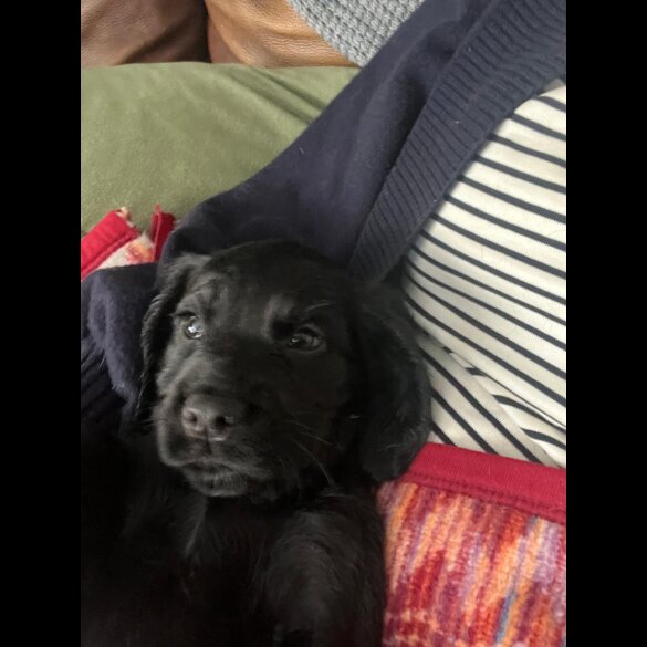 Sprocker Spaniel - Both