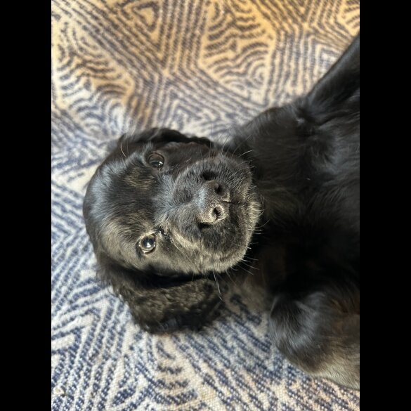 Sprocker Spaniel - Both