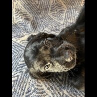 Sprocker Spaniel - Both