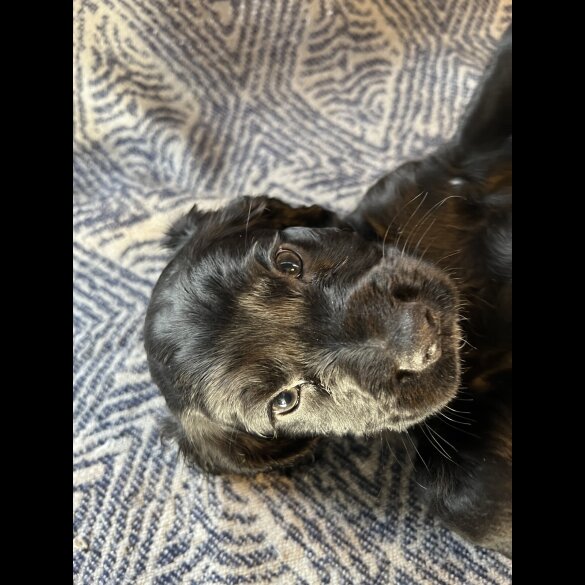 Sprocker Spaniel - Both
