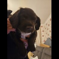 Sprocker Spaniel - Both