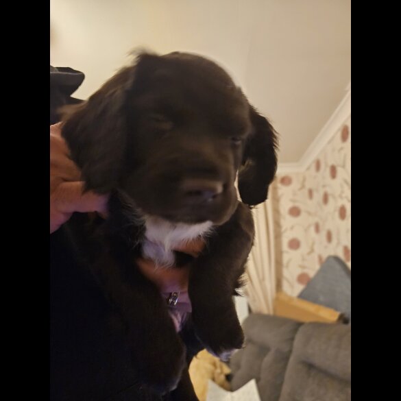 Sprocker Spaniel - Both
