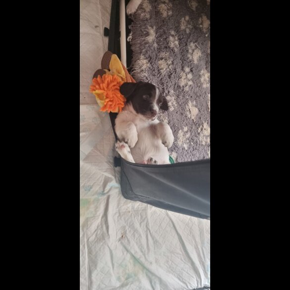 Sprocker Spaniel - Both
