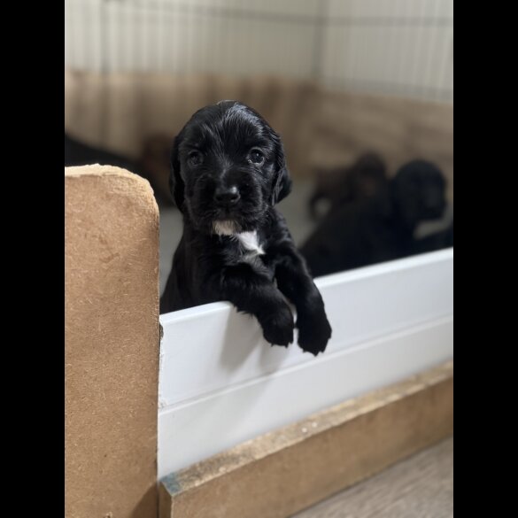 Sprocker Spaniel - Bitches