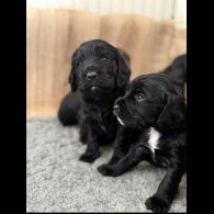 Sprocker Spaniel - Bitches