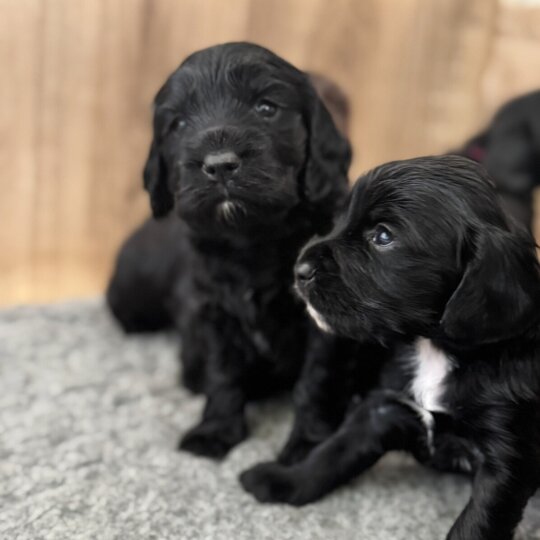 Sprocker Spaniel - Bitches